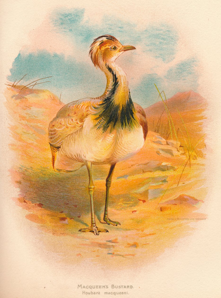 Macqueens Bustard Houbara macqueeni, 1900, 1900 alkotó: Charles Whymper