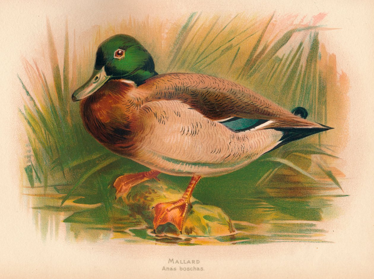 Tőkés réce Anas boschas, 1900, 1900 alkotó: Charles Whymper