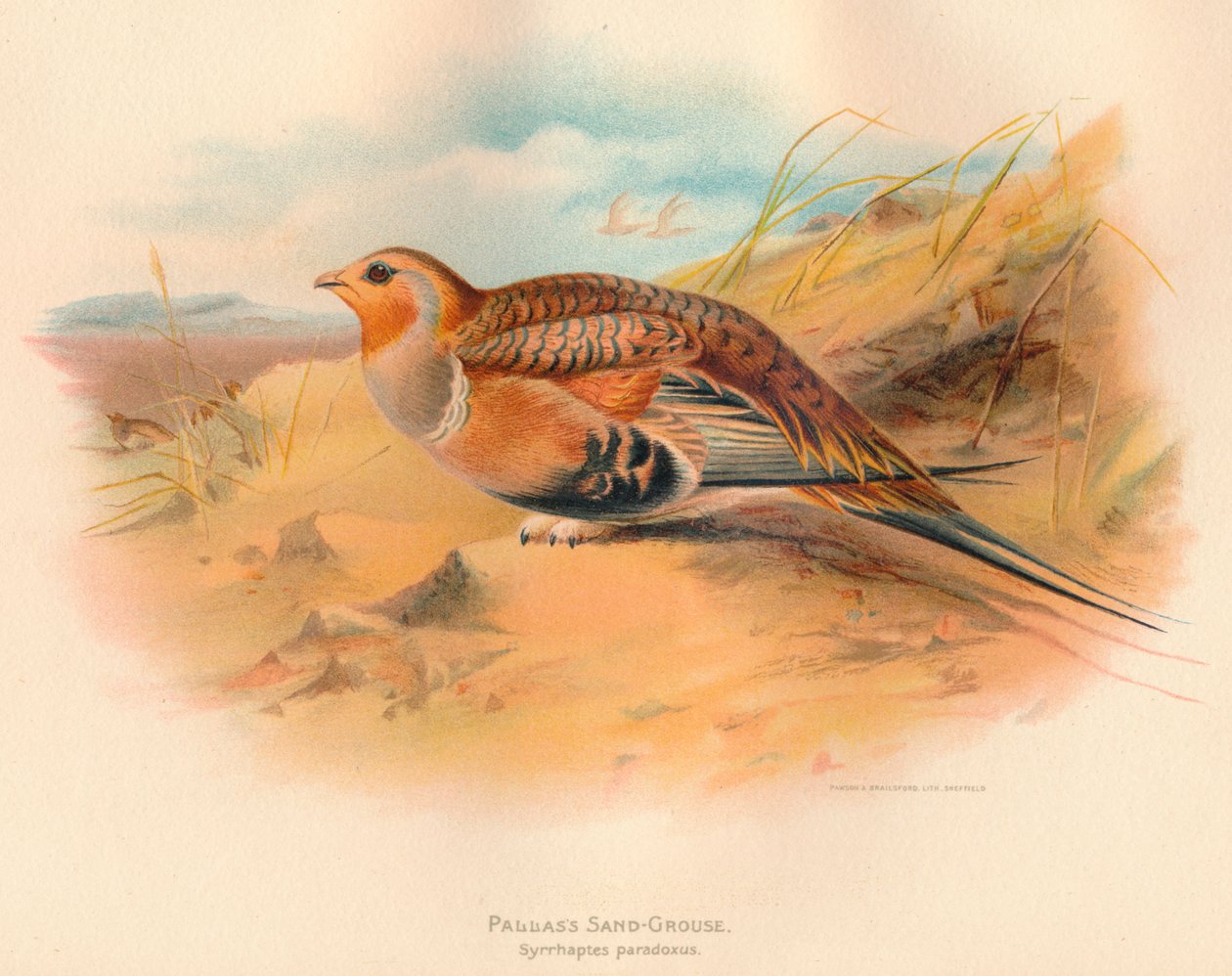 Pallass Sand-Grouse Syrrhaptes paradoxus, 1900, 1900 alkotó: Charles Whymper