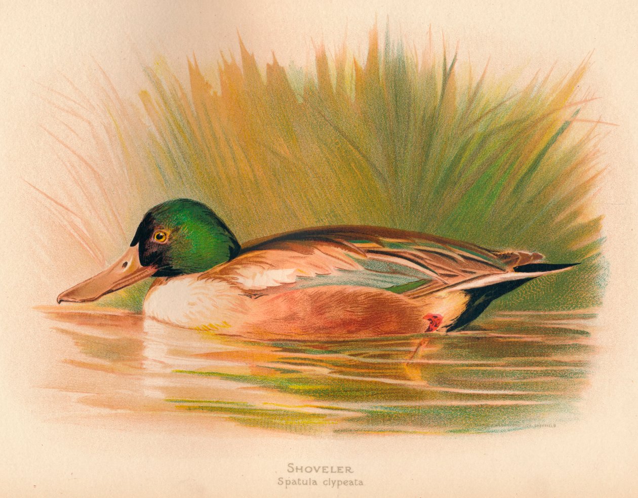 Lapátoló Spatula clypeata, 1900, 1900 alkotó: Charles Whymper