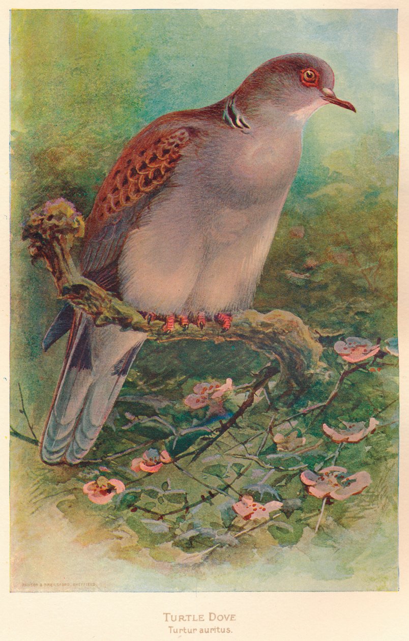 Turtle Dove Turtle Turtle, 1900, 1900 alkotó: Charles Whymper