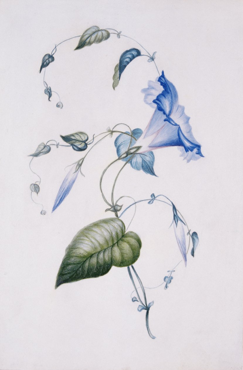 Blue convolvulus, 1832 (wc papíron) alkotó: Charlotte Bronte