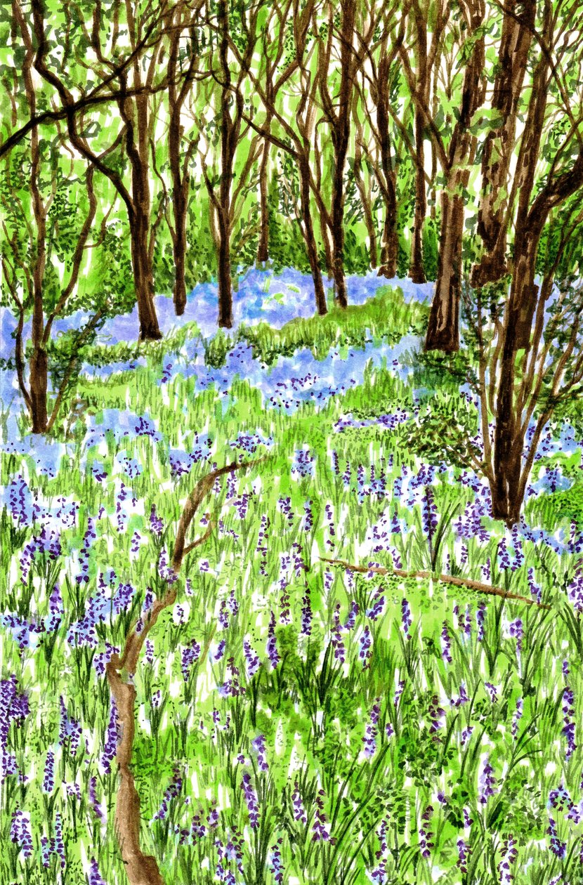 Bluebells, 2021 alkotó: Charlotte Orr