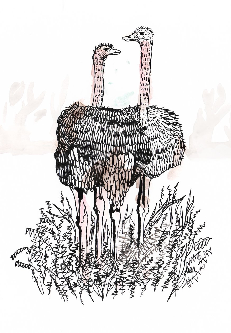 Flamingók, 2018 (toll és tinta) alkotó: Charlotte Orr