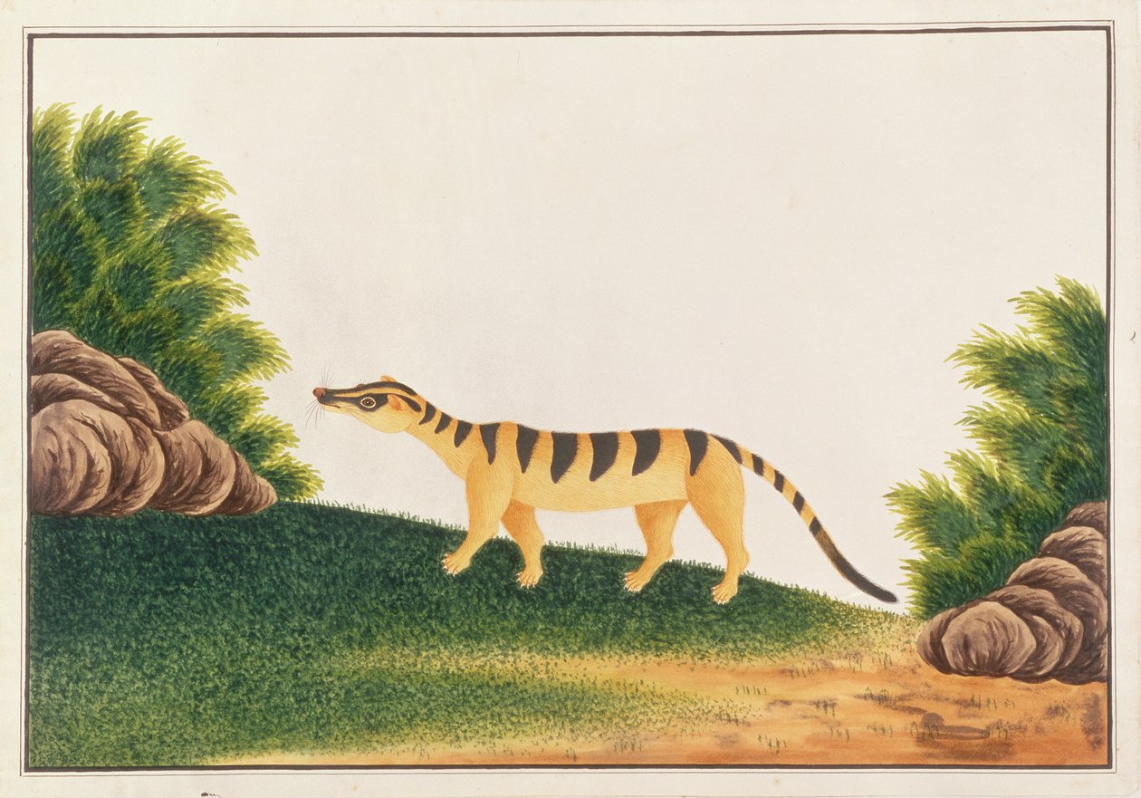 Sávos pálmacivet, a Drawings of Animals, rovarok és hüllők Malacca-ból, 1805-1818 körül (wc és gouache papíron) alkotó: Chinese School