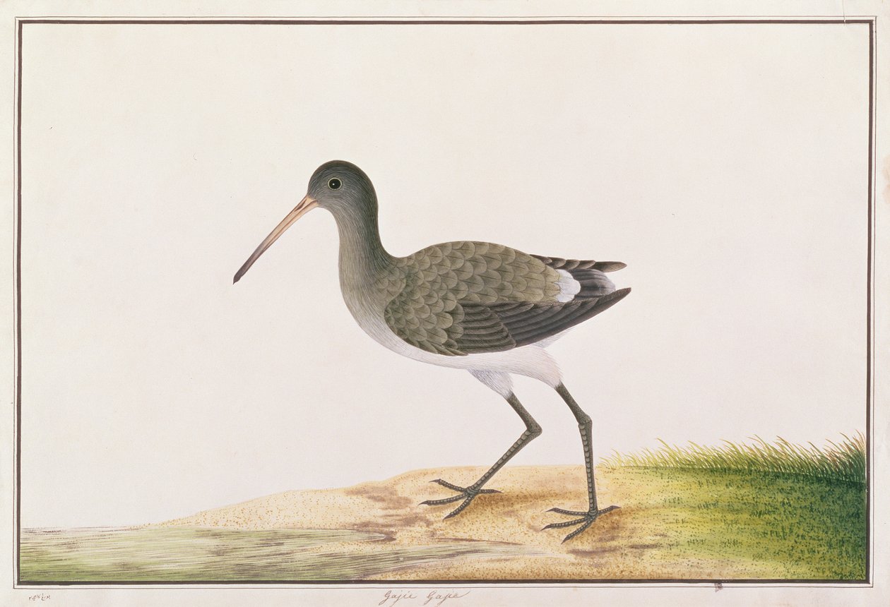 Feketefarkú Godwit, a Drawings of Birds from Malacca, 1805-1818 körül (wc papíron) alkotó: Chinese School
