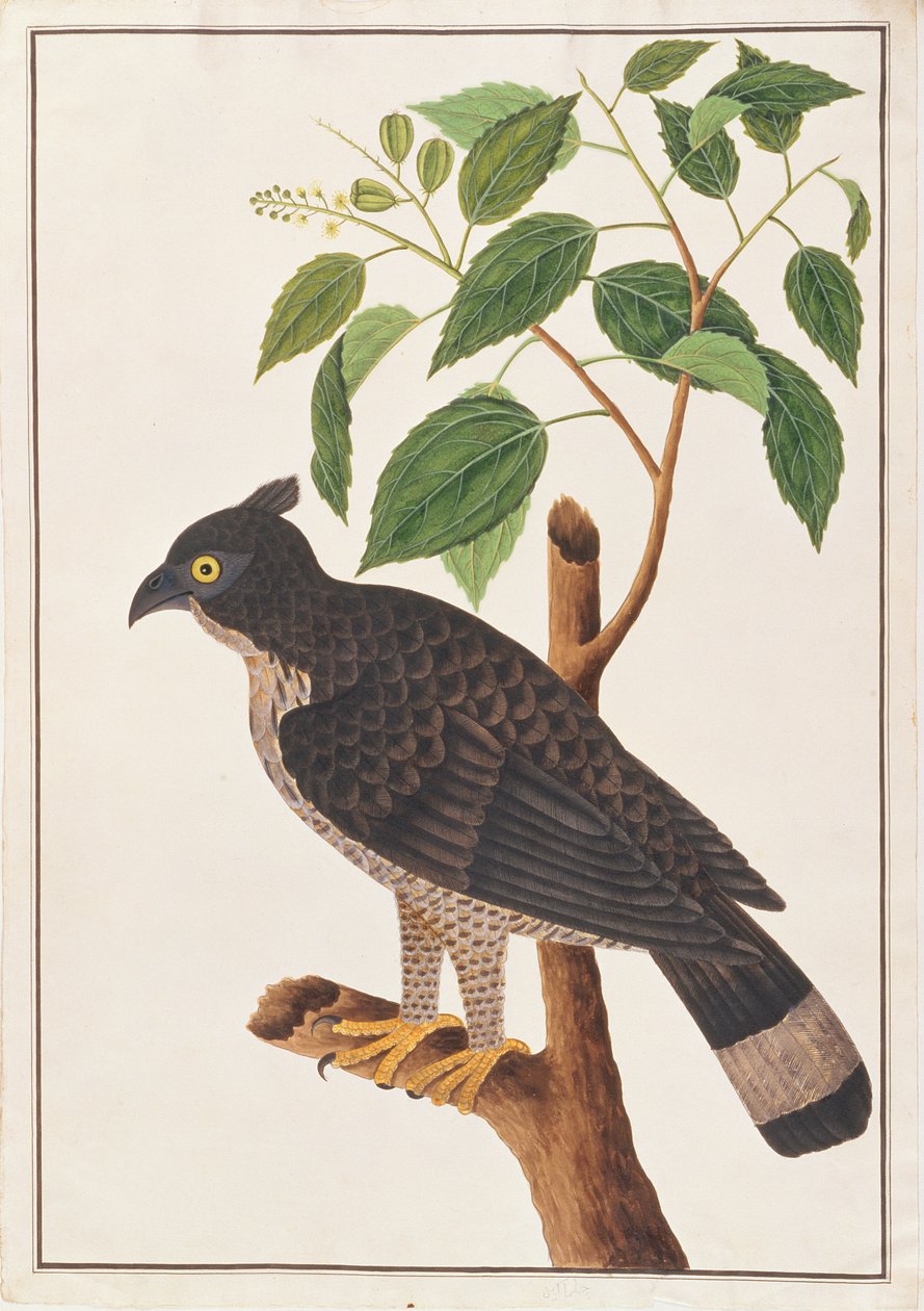 Blyths Hawk Eagle, a Drawings of Birds from Malacca, 1805-1818 körül (wc papíron) alkotó: Chinese School