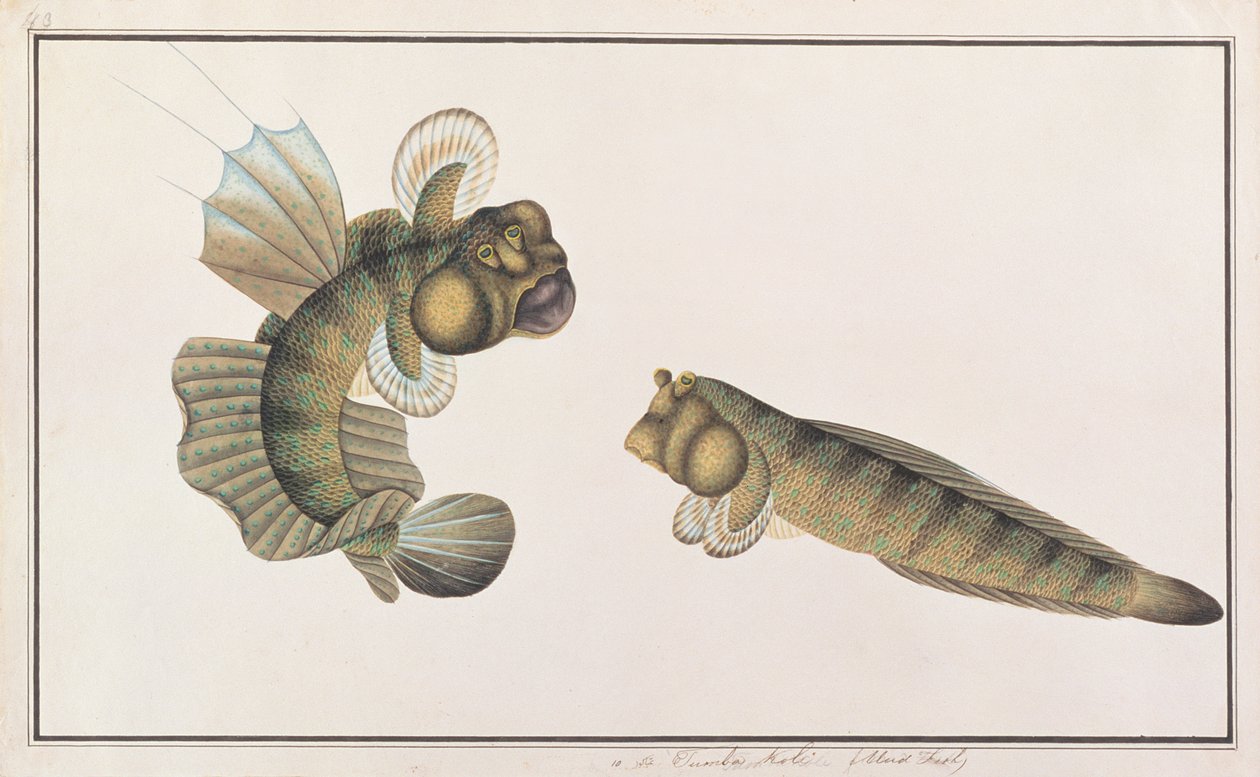 Sárkány Mudskipper, a Drawings of Fishes from Malacca, 1805-1818 körül (wc papíron) alkotó: Chinese School