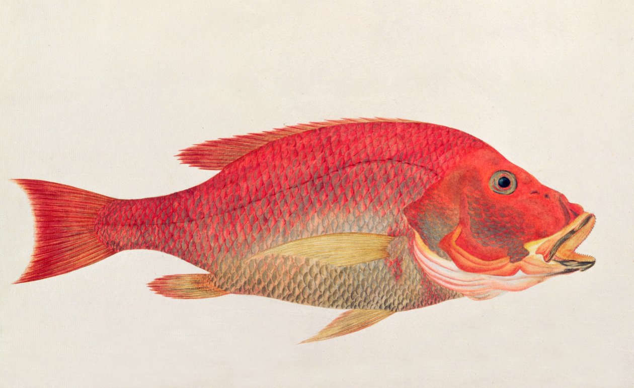 Eekan Bambangan, a Drawings of Fishes from Malacca, 1805-1818 körül (wc papíron) alkotó: Chinese School