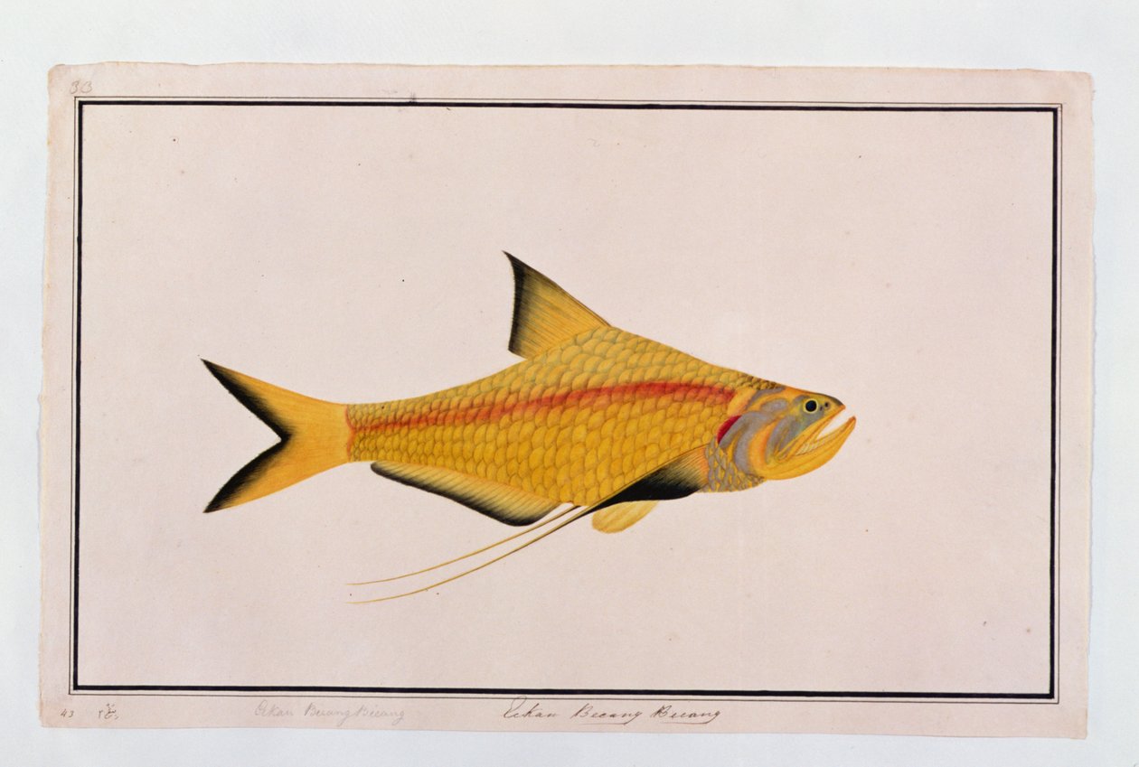 Eekan Bieung Bieung, a Drawings of Fishes from Malacca, 1805-1818 körül (wc papíron) alkotó: Chinese School