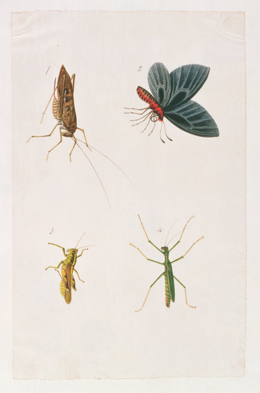 Négy rovar, az állatok, rovarok és hüllők rajzaiból Malacca-ból, 1805-1818 körül (wc és gouache papíron) alkotó: Chinese School