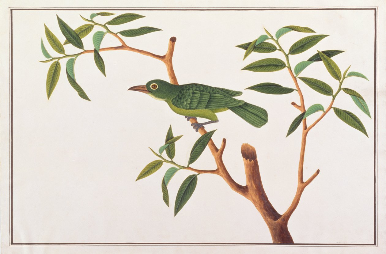 Greater Green Leafbird, a Drawings of Birds from Malacca, 1805-1818 körül (wc papíron) alkotó: Chinese School