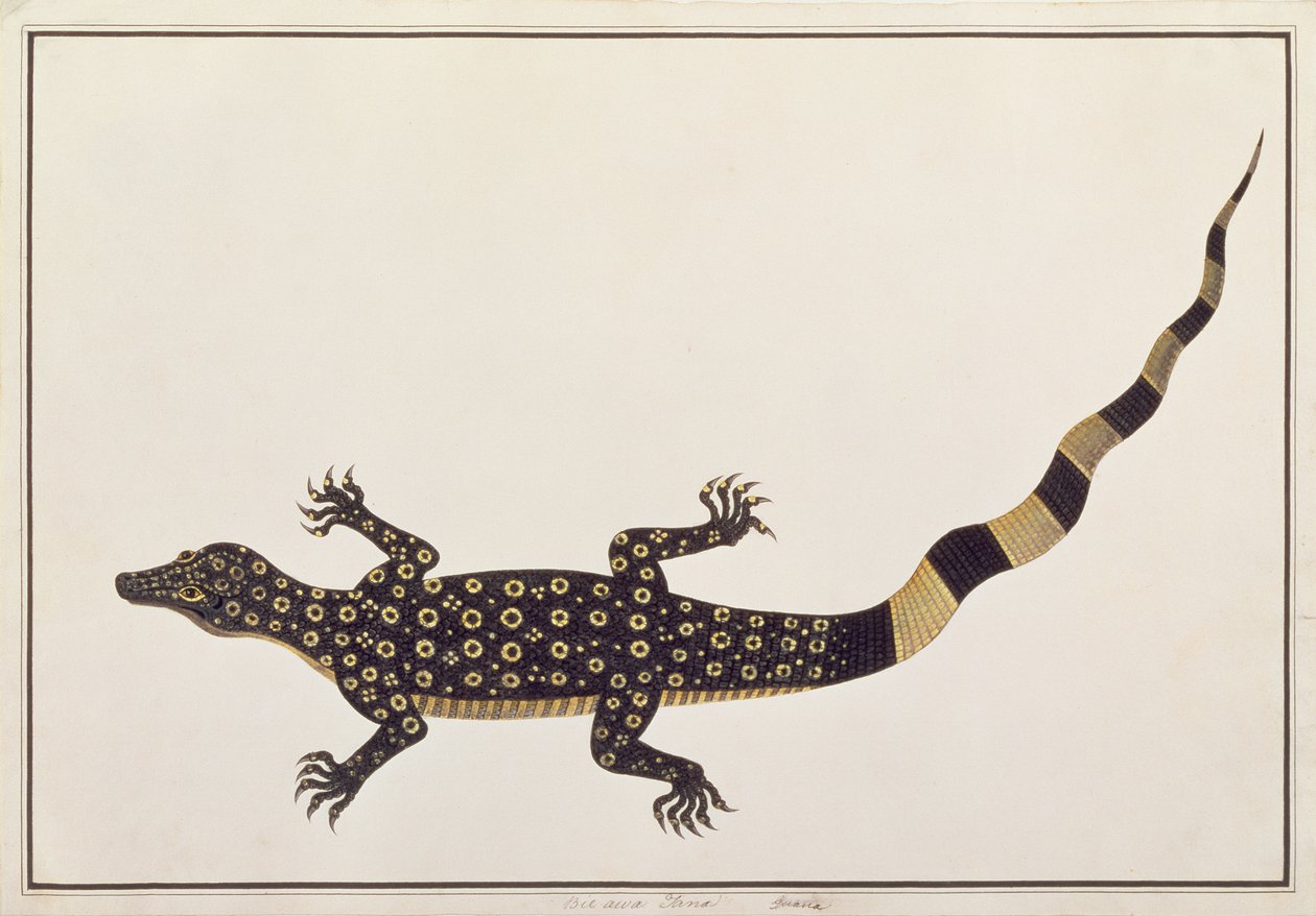 Guana, Bie awa Tana, Rajzok az állatokról, rovarokról és hüllőkről Malaccából, 1805-1818 körül (wc és gouache papíron) alkotó: Chinese School