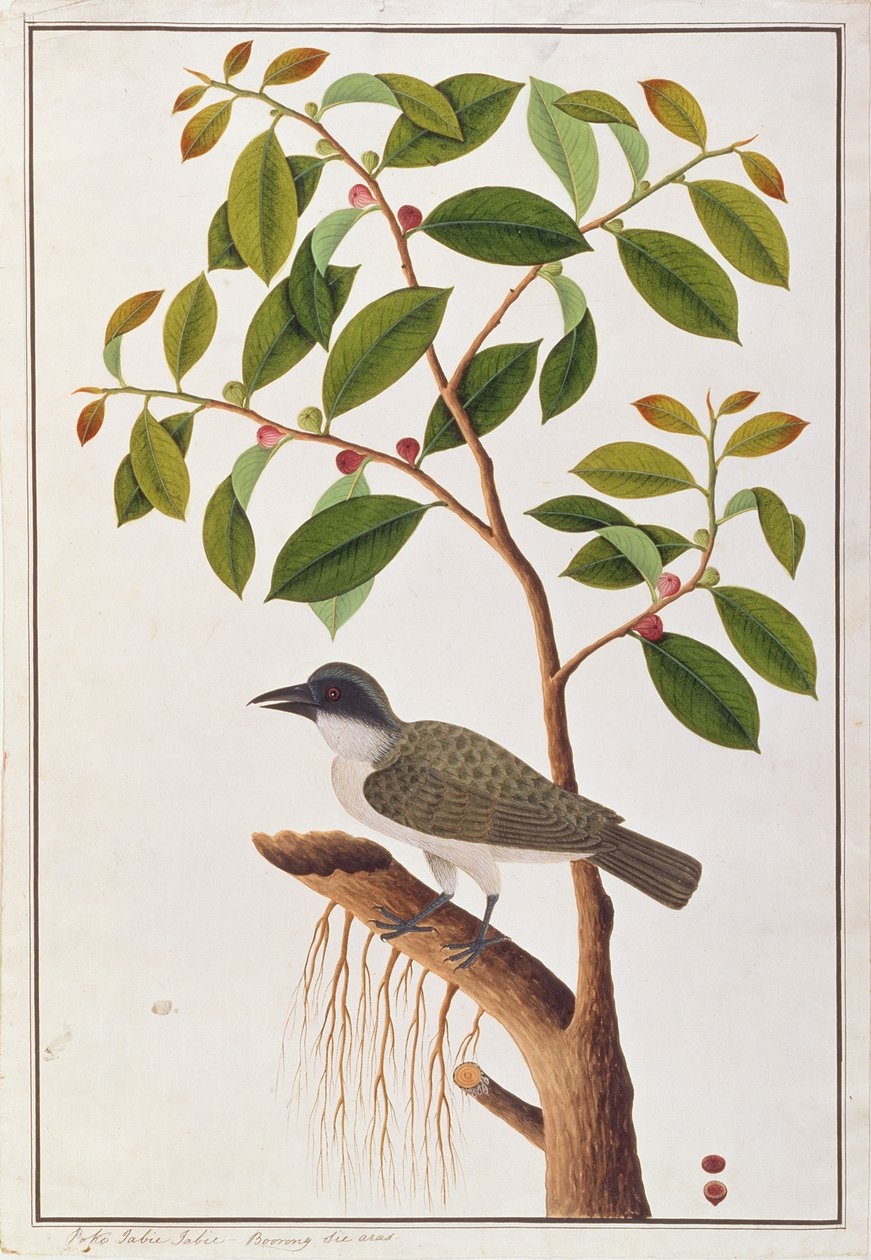 Large Woodshrike, a Drawings of Birds from Malacca, 1805-1818 körül (wc papíron) alkotó: Chinese School