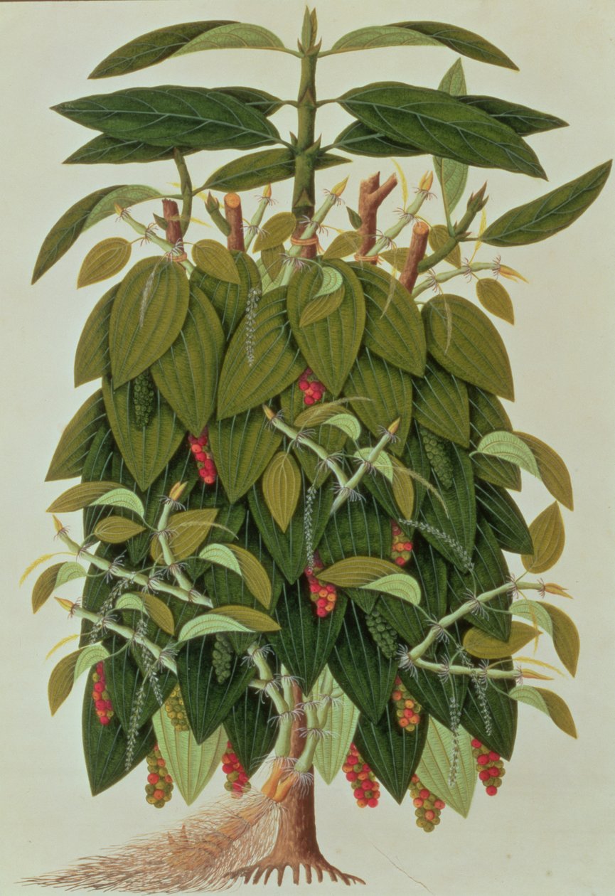 Lava Etam vagy fekete bors, a Növényrajzok Malacca-ból, 1805-1818 körül (wc papíron) alkotó: Chinese School