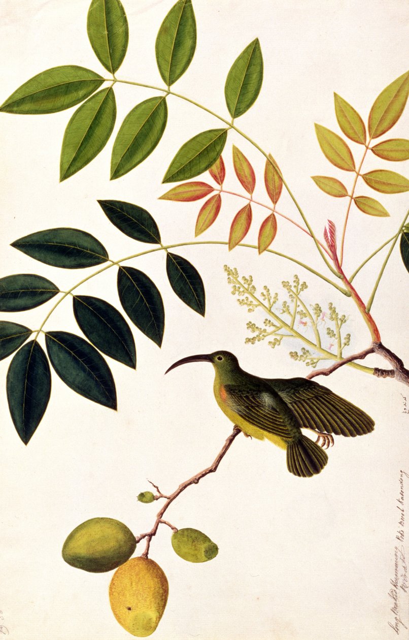 Hosszúcsőrű kolibri, Poko Booah Kadonong, a Drawings of Birds from Malacca, 1805-1818 körül (wc papíron) alkotó: Chinese School