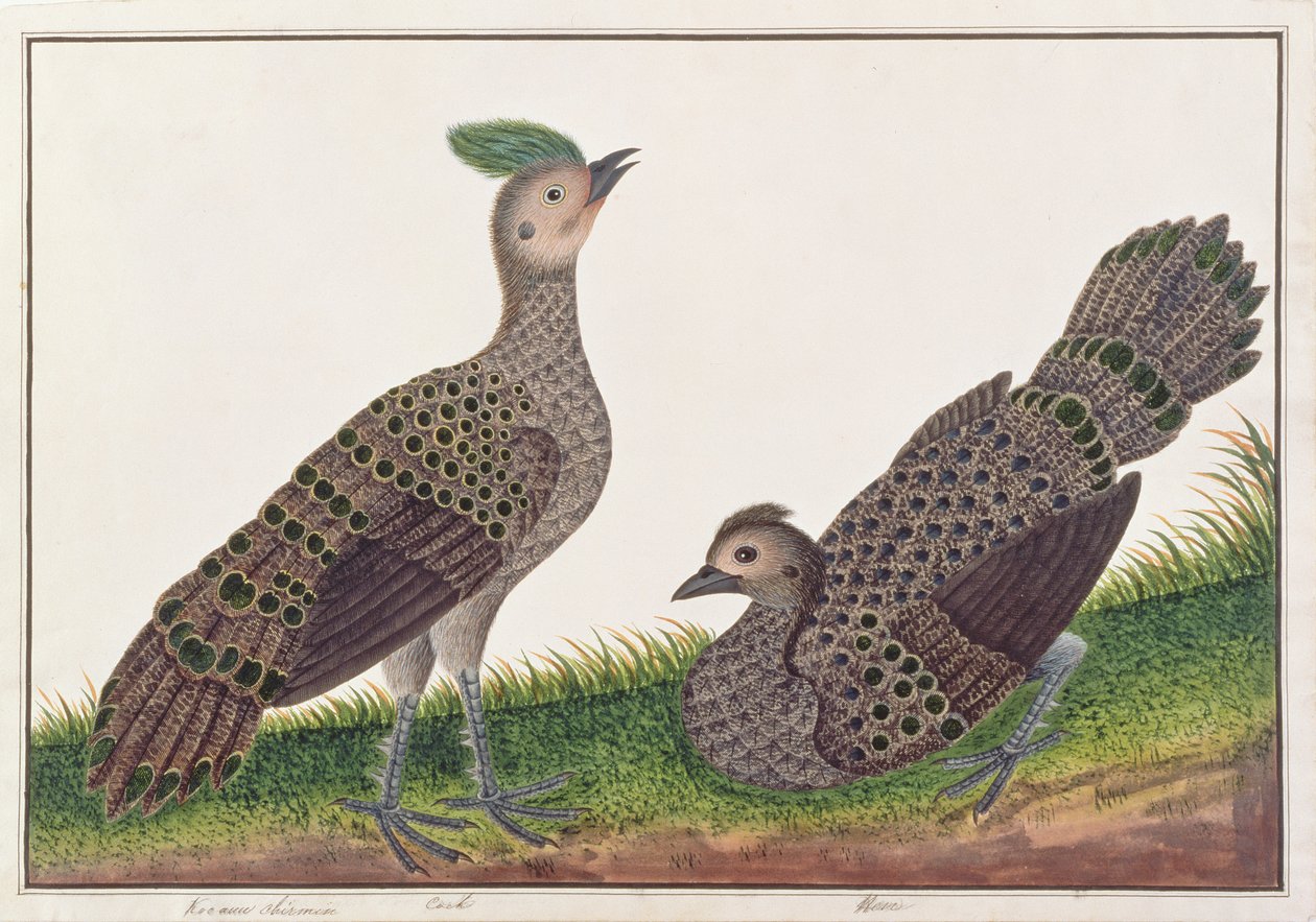 Maláj páva-fácánok, a Malaccai madarak rajzaiból, 1805-1818 körül (wc papíron) alkotó: Chinese School