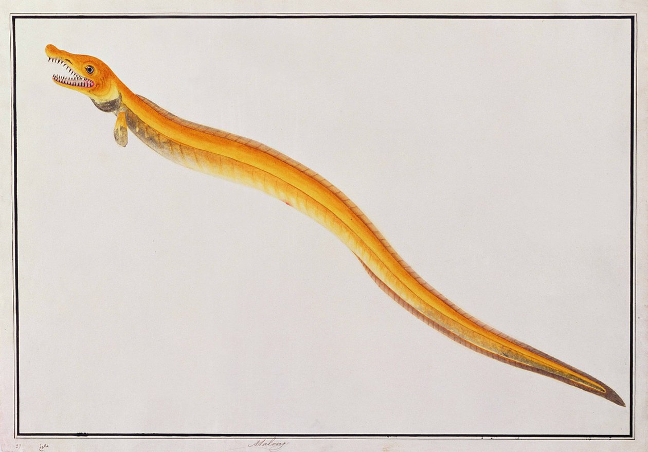 Malong, Rajzok az állatokról, rovarokról és hüllőkről Malaccából, 1805-1818 körül (wc és gouache papíron) alkotó: Chinese School