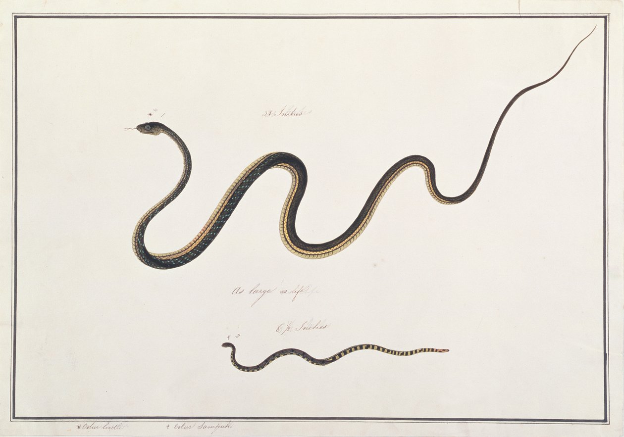 Bronzhátú festett sávos maláj korallkígyóval, a Rajzok állatokról, rovarokról és hüllőkről Malaccából, 1805-1818 körül (wc és gouache papíron) alkotó: Chinese School