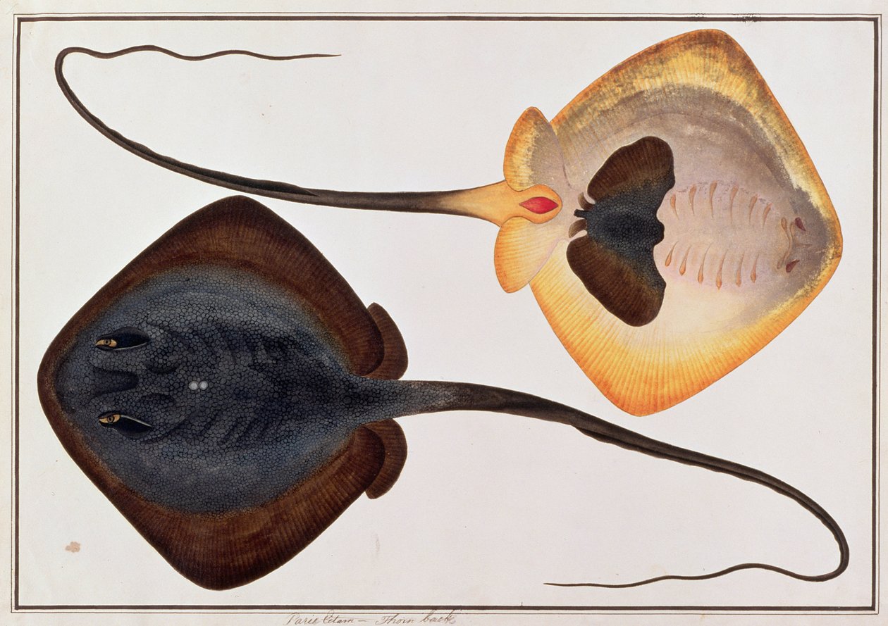 Thorn Back Fish, Parie Eetam, Drawings of Fishes from Malacca, 1805-1818 körül (wc papíron) alkotó: Chinese School