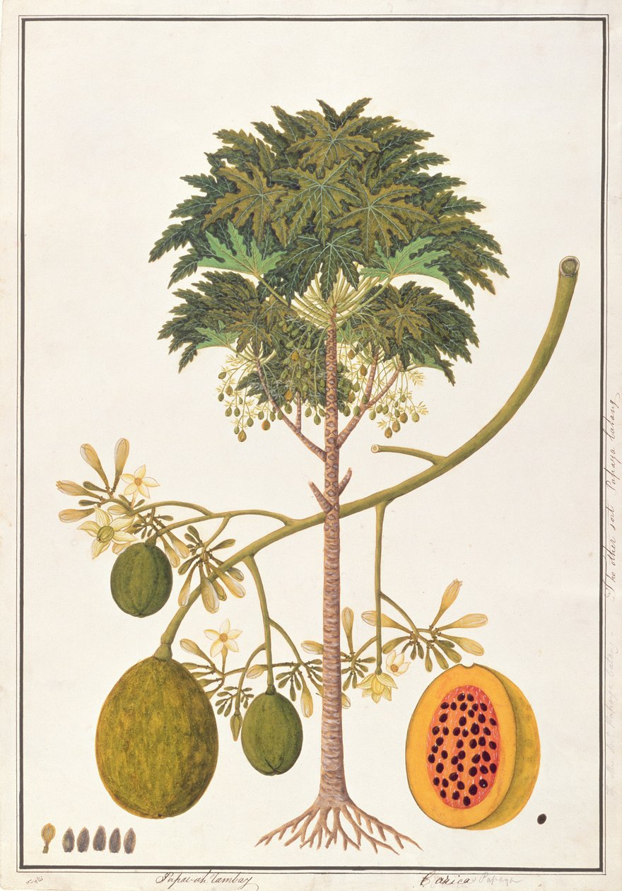dapai-ah Tambay vagy Carica, Malacca növényrajzai, 1805-1818 körül (wc papíron) alkotó: Chinese School