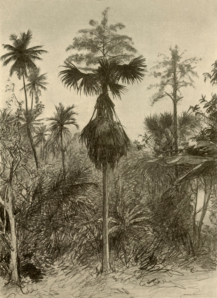 Talipot pálma virágzás után, Ceylon, 1898. alkotó: Christian Wilhelm Allers