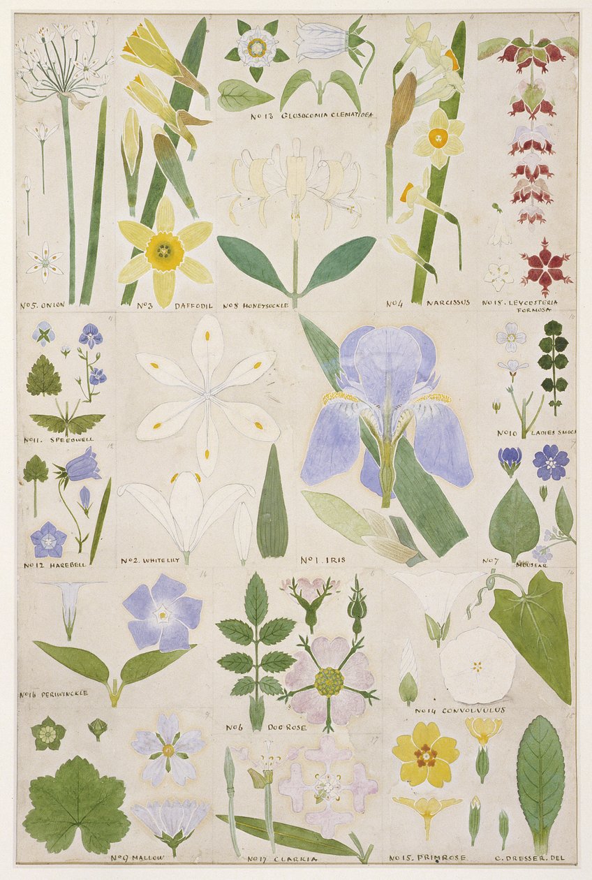 Botanikai illusztráció, eredeti Owen Jones (1809-74) "The Grammar of Ornament" című művéből, 1856 (ceruza, wc) alkotó: Christopher Dresser