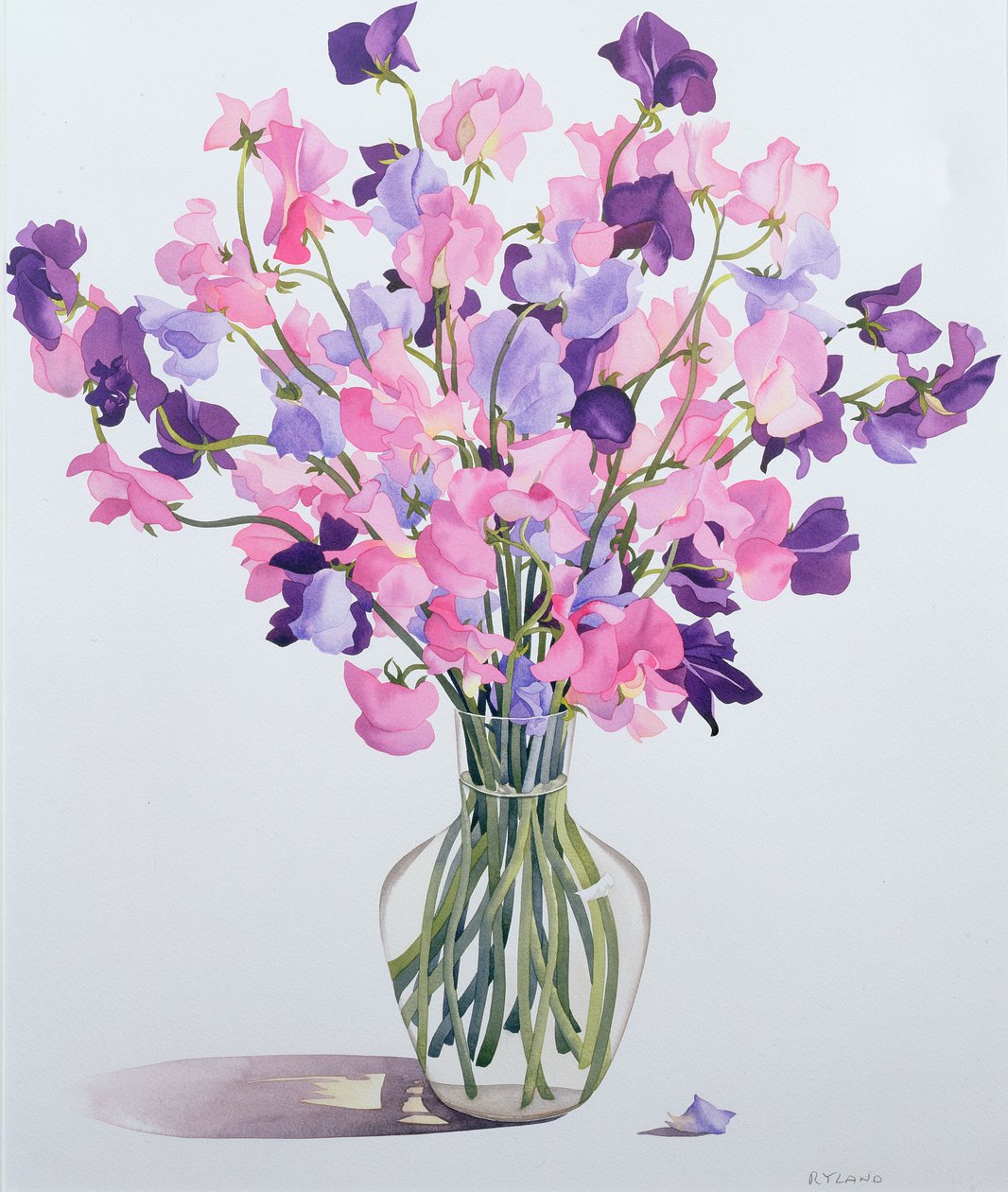 Sweetpeas, 2007 (wc papíron) alkotó: Christopher Ryland