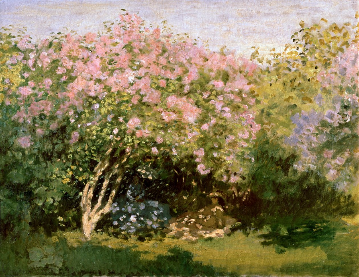 Orgona a Napban, 1872-1873. alkotó: Claude Monet