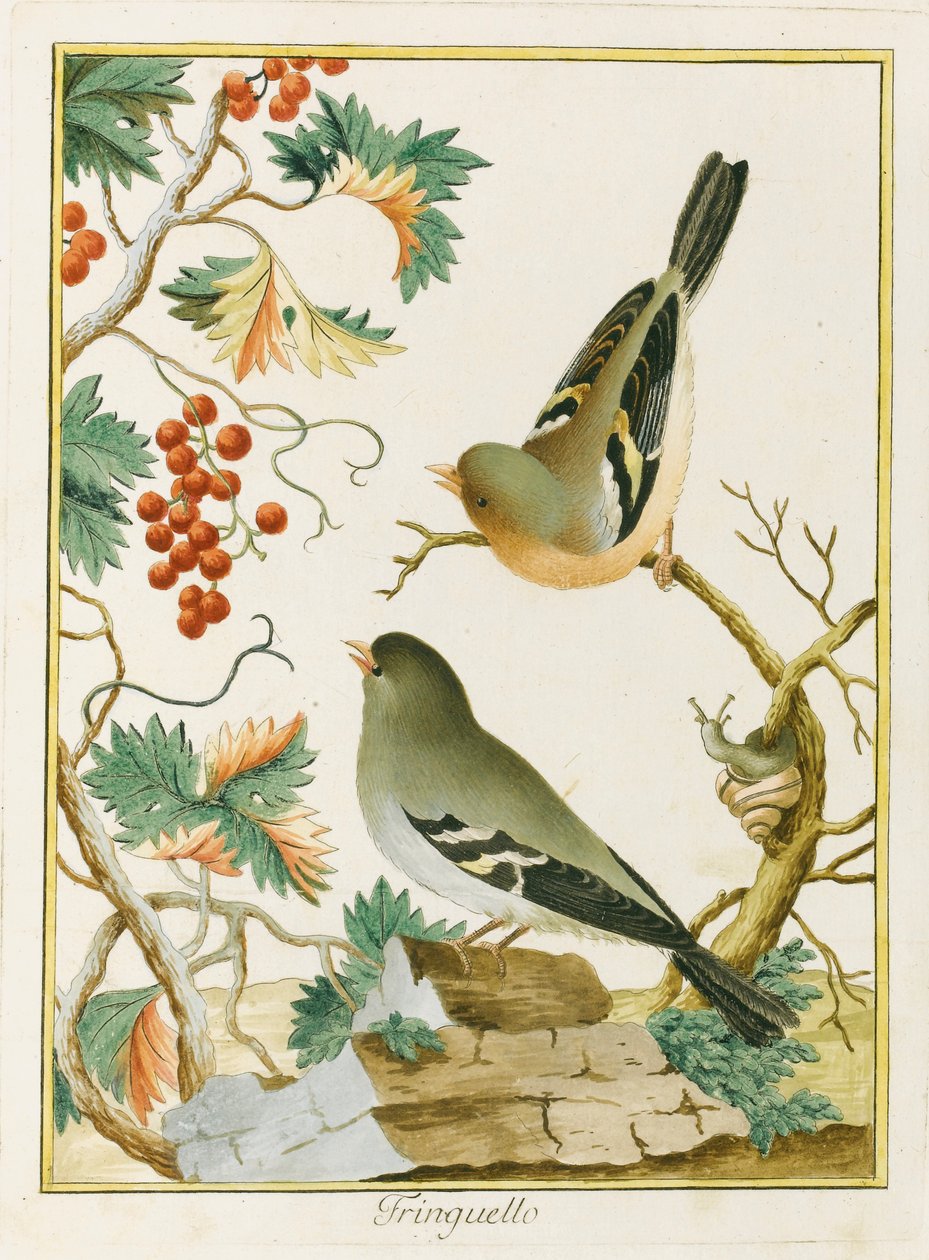 Finch Finch. Dél-Európa ornitológiájából, 1772. alkotó: Clemente Bernini