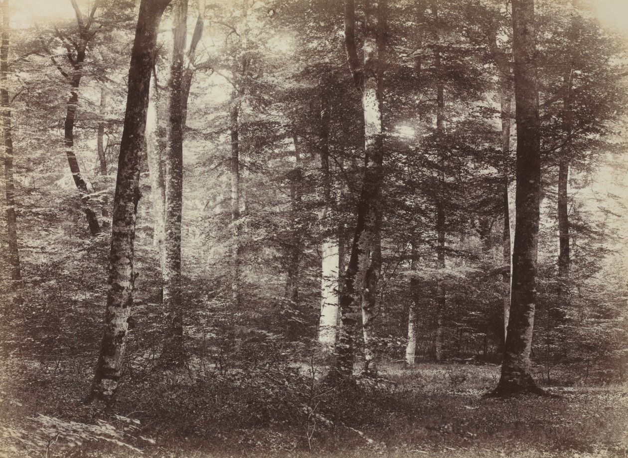 Untitled (A fontainebleau-i erdő) alkotó: Constant Alexandre Famin