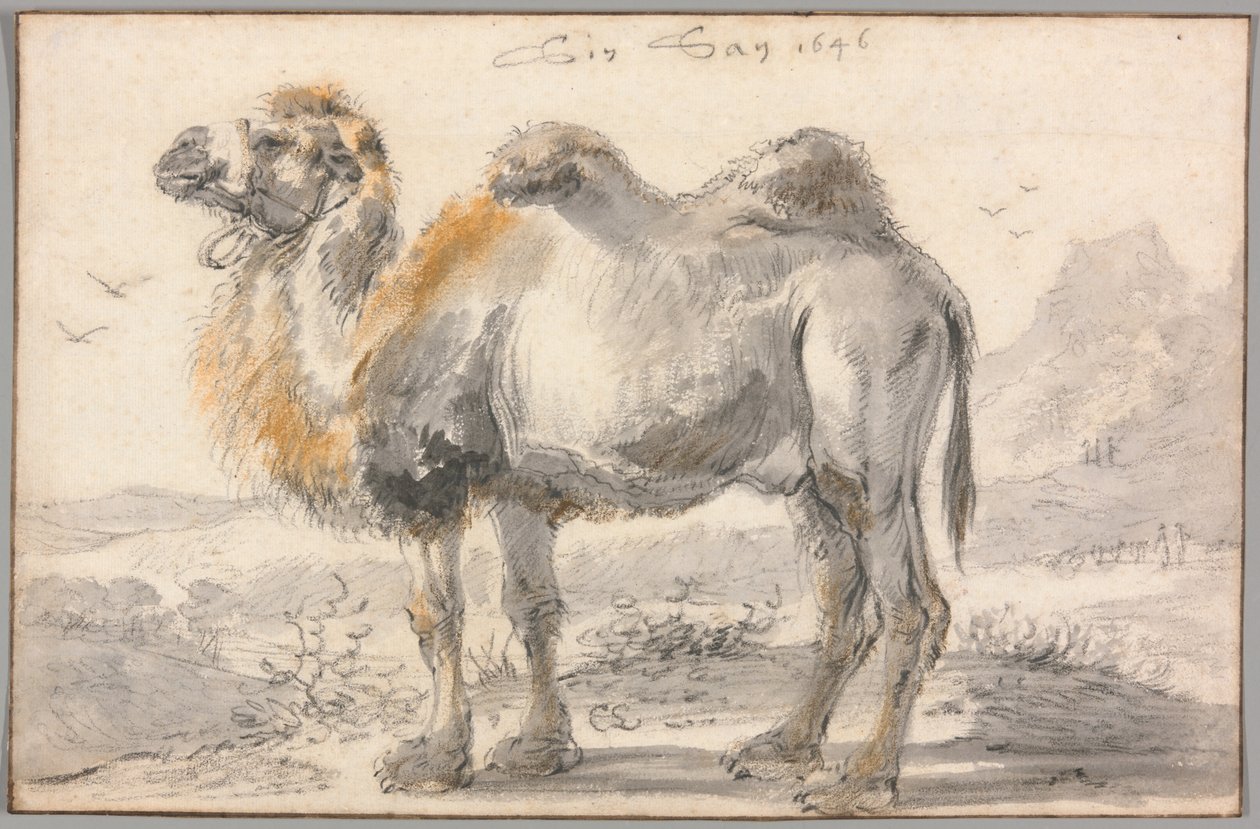 Egy teve alkotó: Cornelis Saftleven