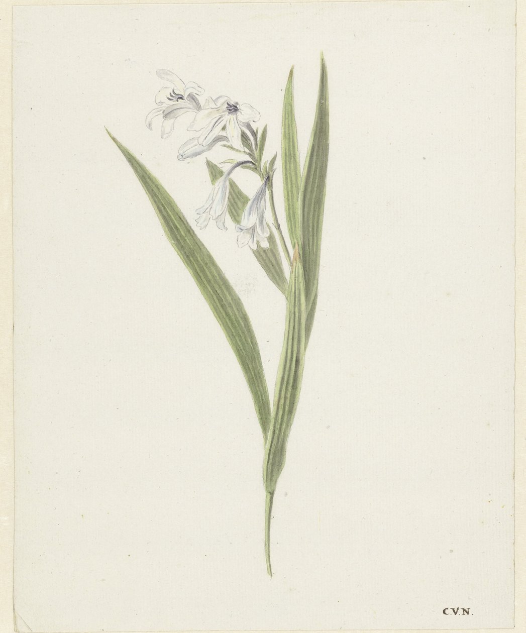 Fresia alkotó: Cornelis van Noorde