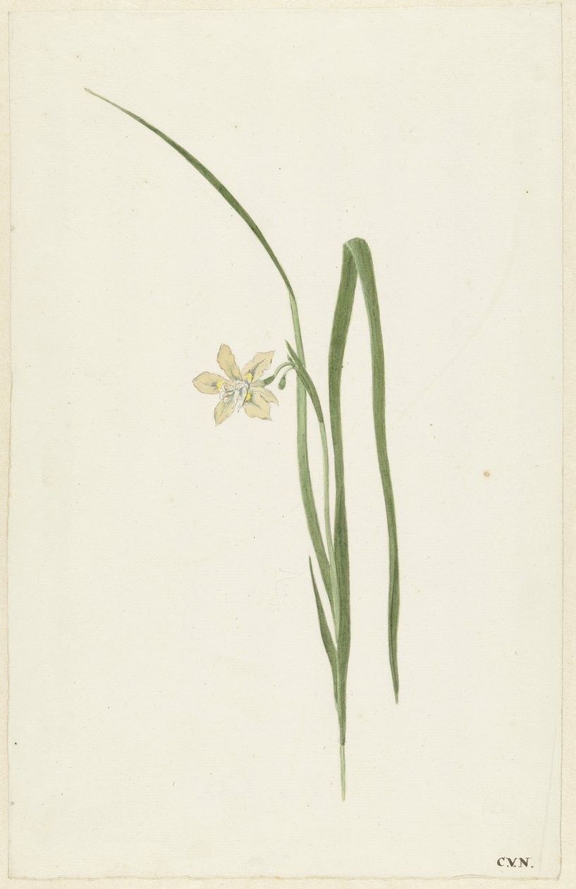 Írisz alkotó: Cornelis van Noorde