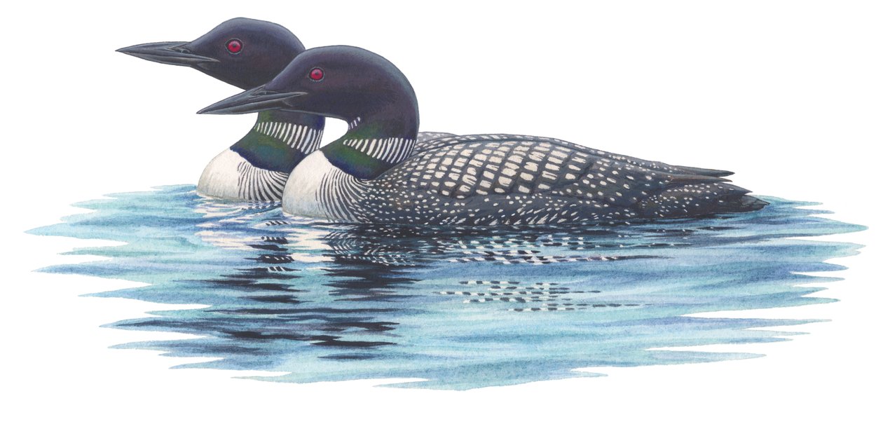 Közönséges pacsirták (akvarell és gouache) alkotó: Damstra Emily