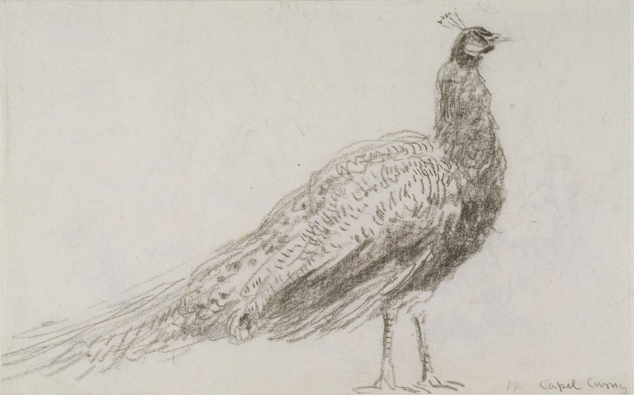 Páva a Capel Curigben, 1845 körül (fekete kréta szőtt papíron) alkotó: David Cox