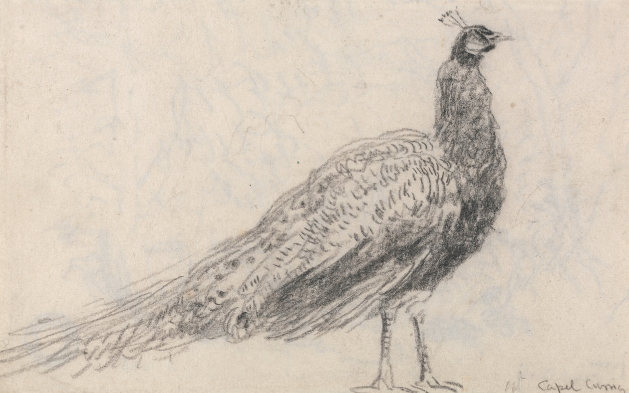 Páva Capel Curigben alkotó: David Cox