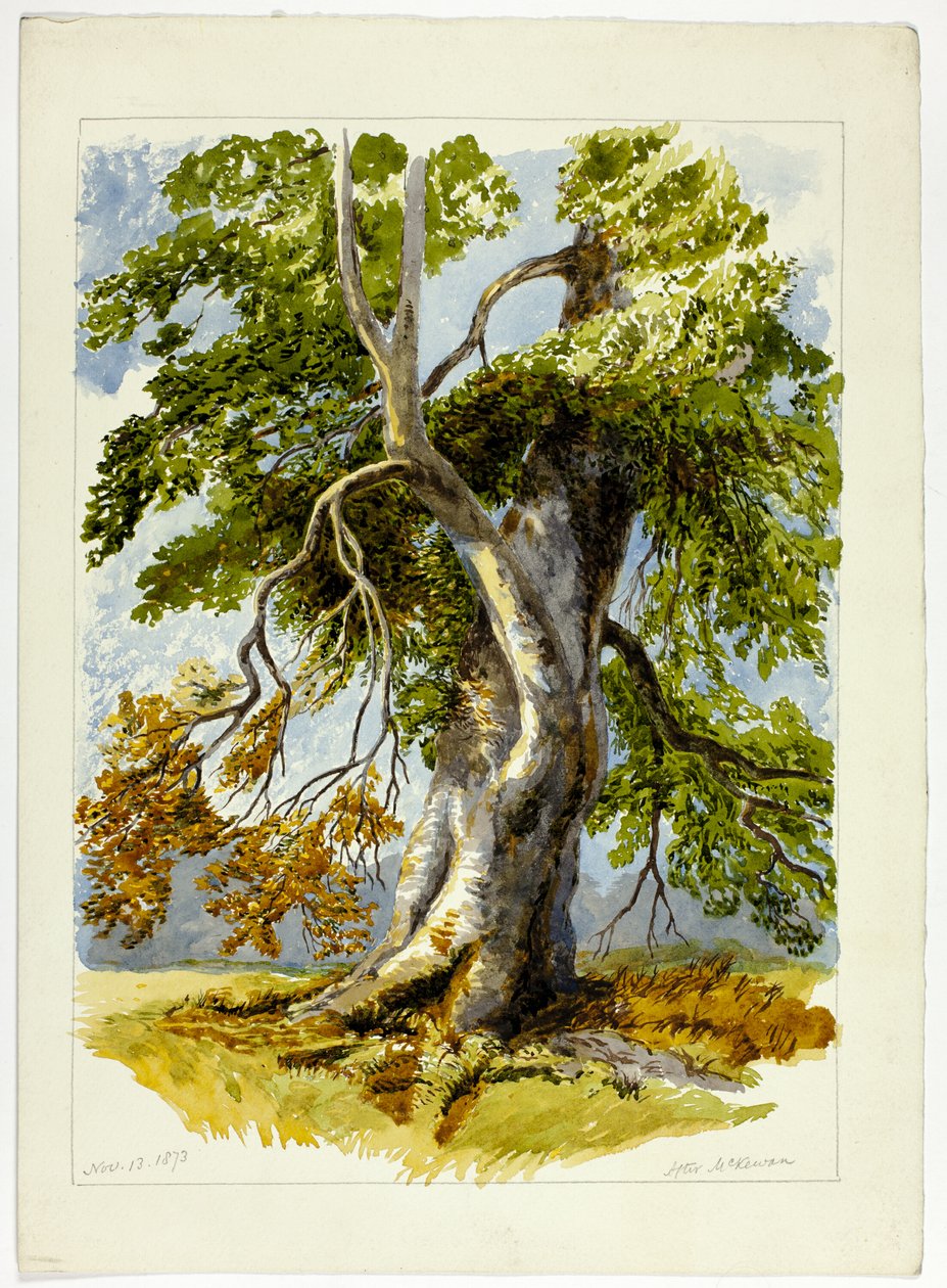 Görcsös fa alkotó: David Hall McKewan