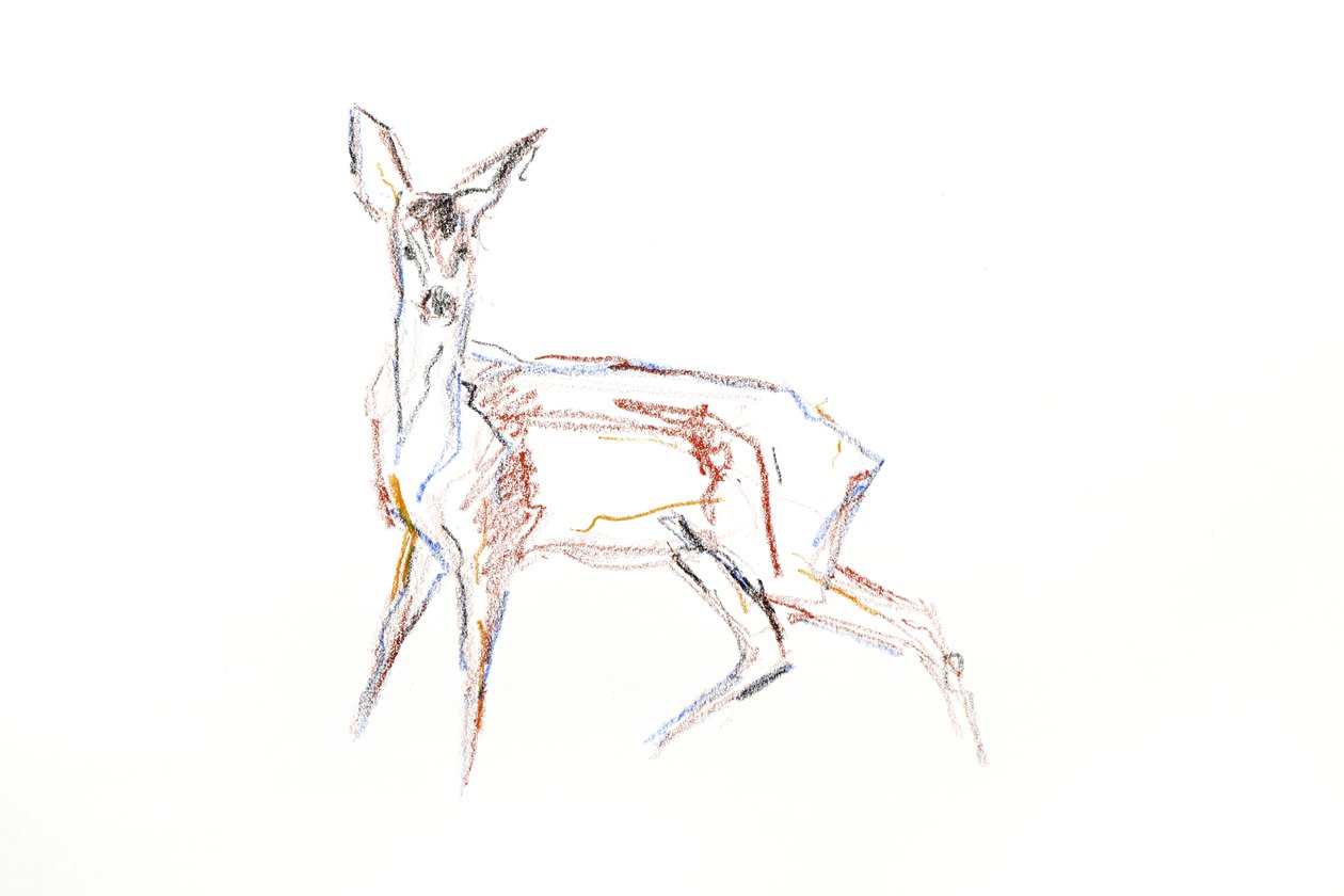 Roe Deer Young, 2021 (kréta papíron) alkotó: David Mayer