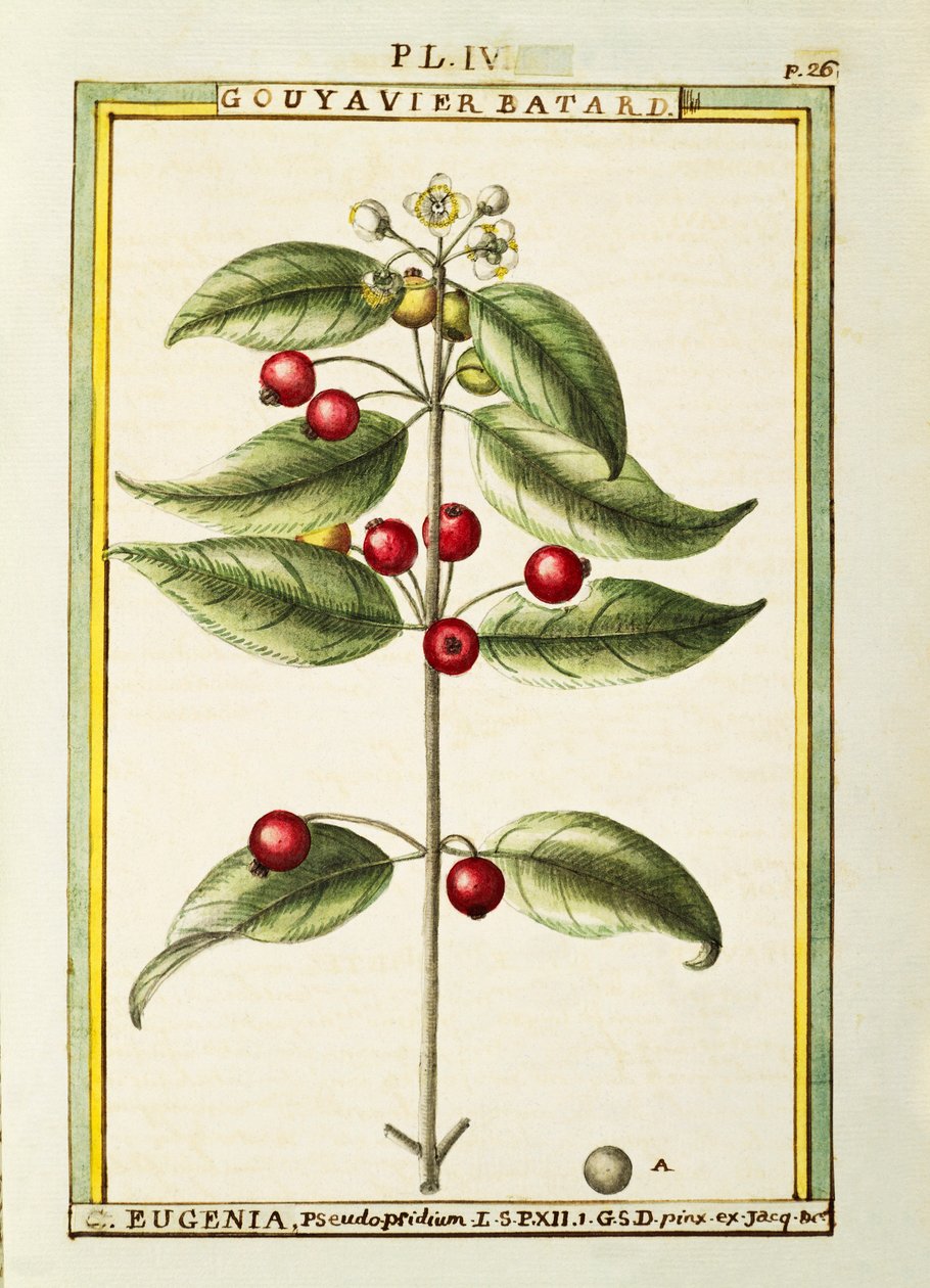 Cseresznye ecset (Eugenia pseudo-pridium), Delahaye akvarellje alkotó: Delahaye Delahaye