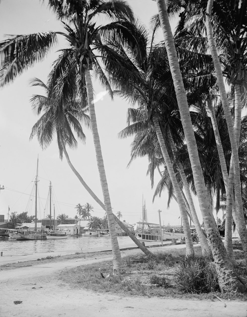 Kókuszdiófák a dokkok mentén, Miami, Florida, 1900-15 körül alkotó: Detroit Publishing Co.