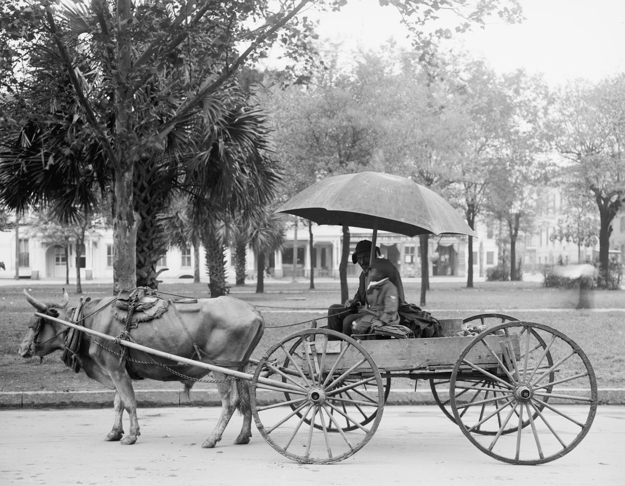 Bovinmobile Savannah-ban, Georgia államban alkotó: Detroit Publishing Co.