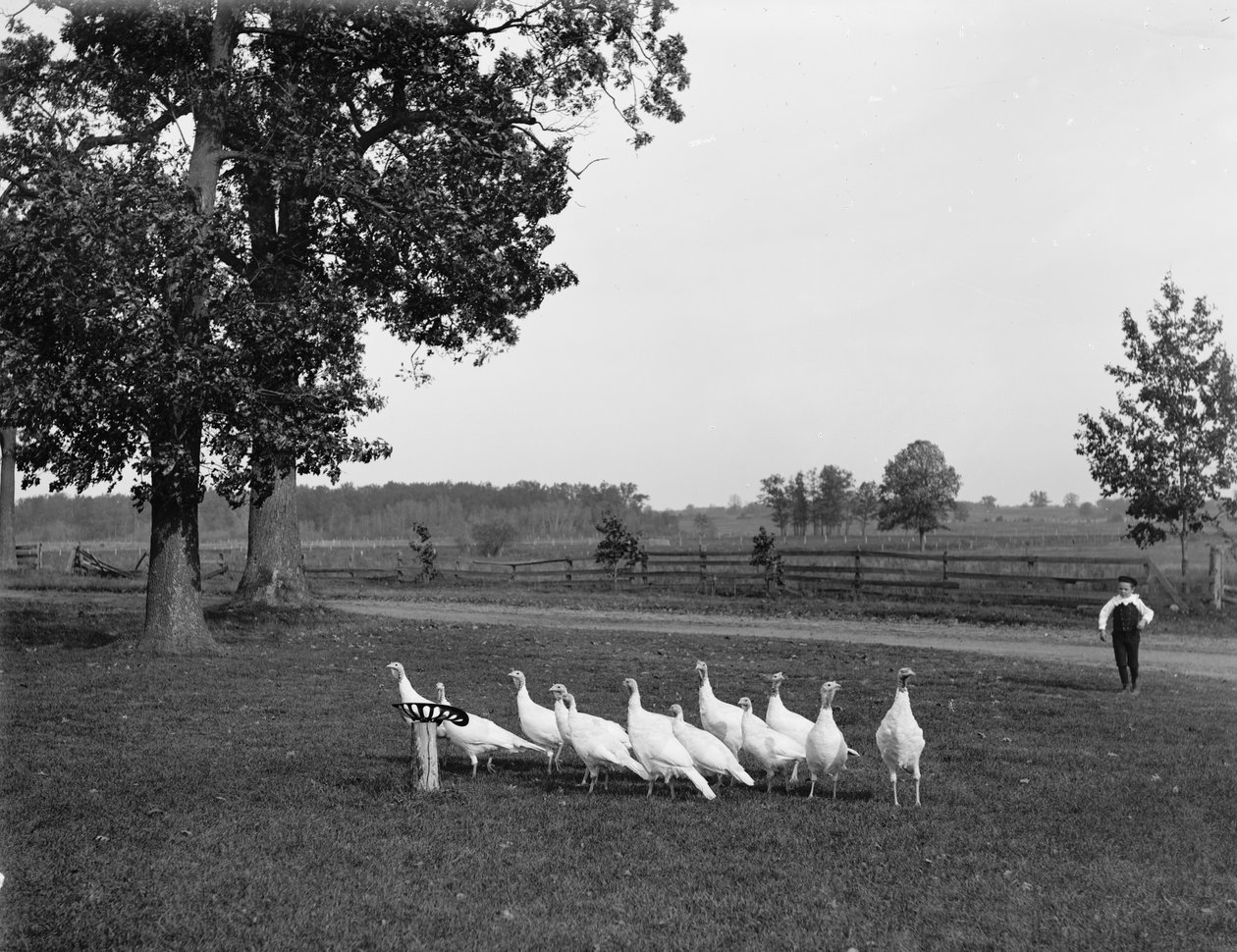 Fehér holland pulykák, 1900 alkotó: Detroit Publishing Co.