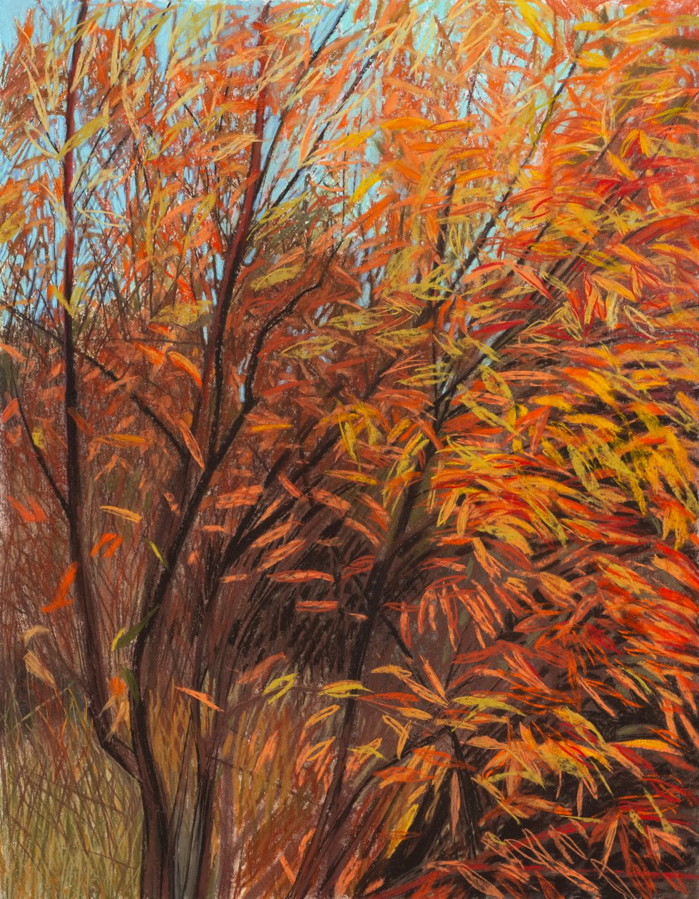 Red Willow 1a, 2021 (pasztell, papír) alkotó: Diana Jahns
