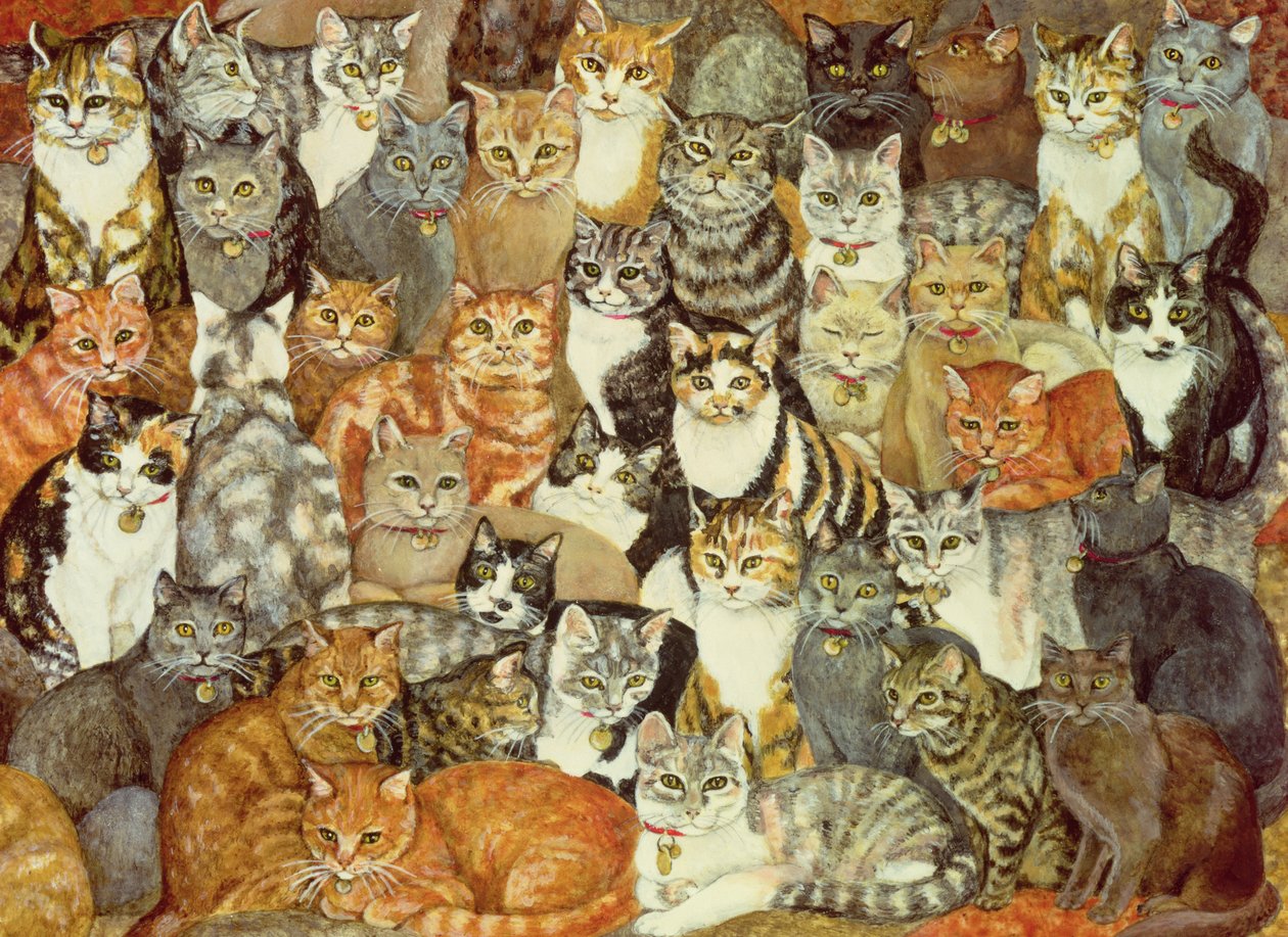 Cat-Spread alkotó: Ditz