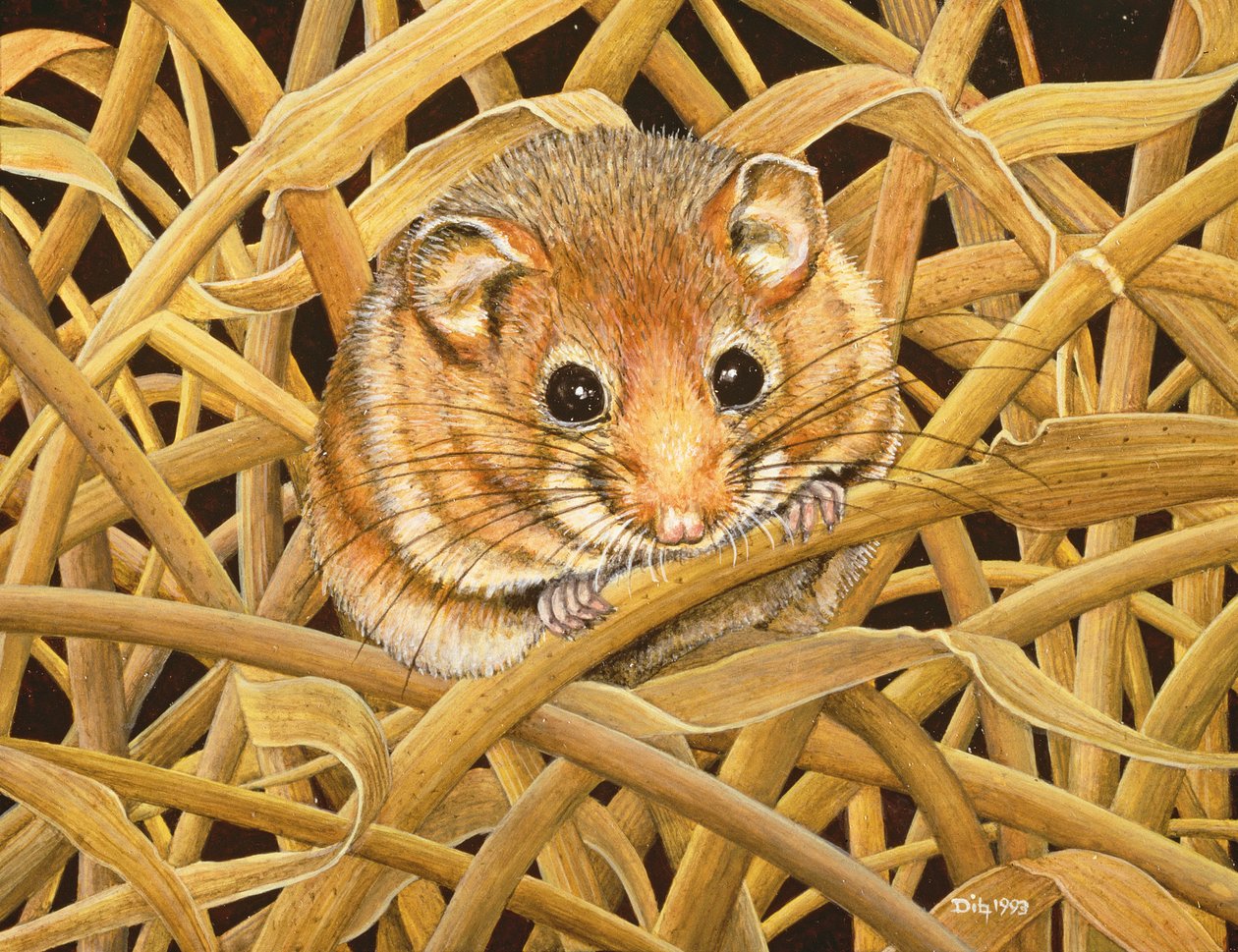 Ehető Dormouse, 1993 alkotó: Ditz