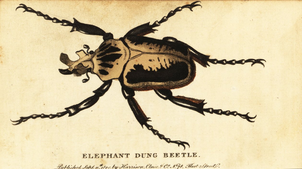 Királyi góliátbogár, Goliathus regius.,1800 (metszet) alkotó: Dru Drury