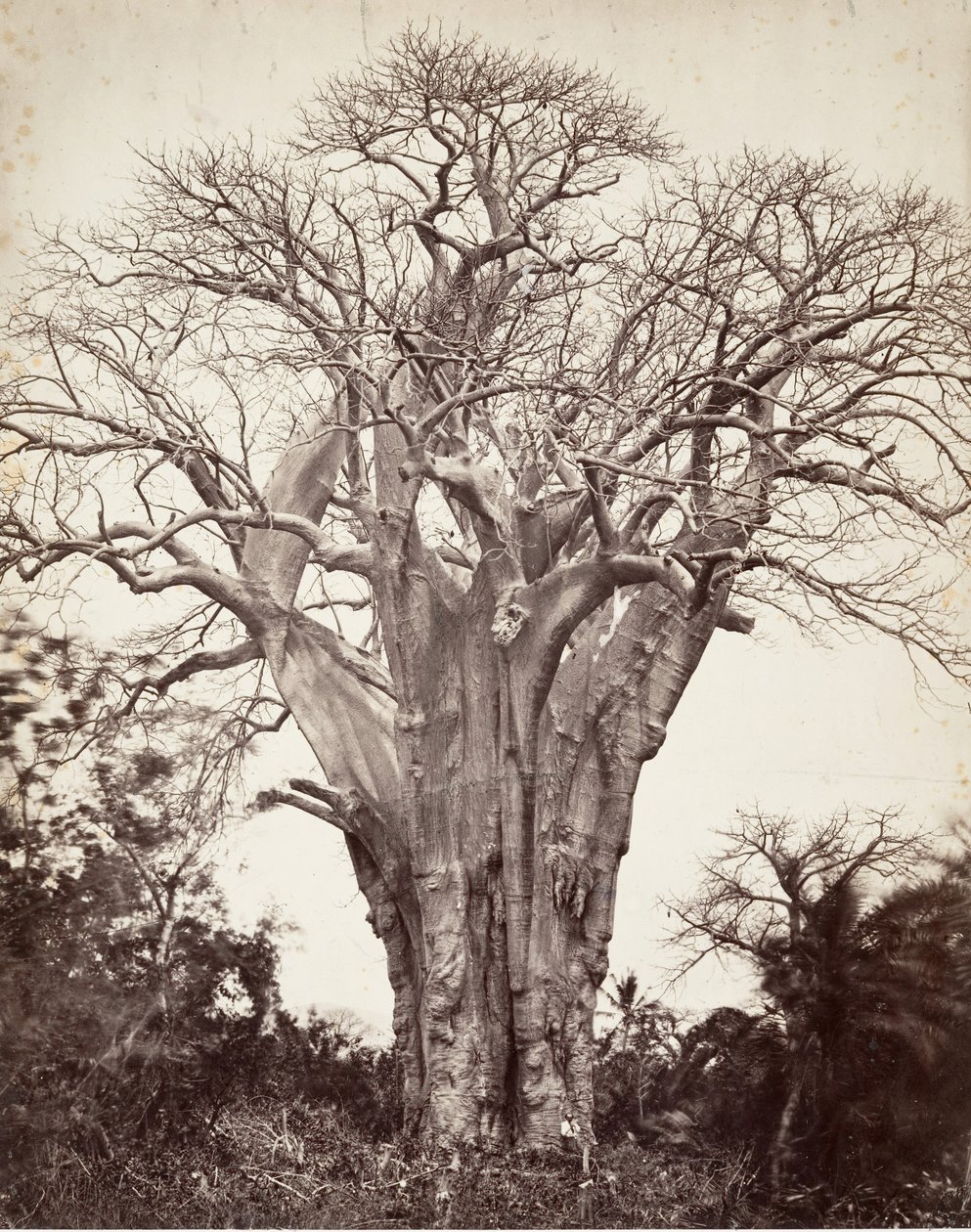 Baobab Moheliben, 1863. alkotó: Désiré Charnay