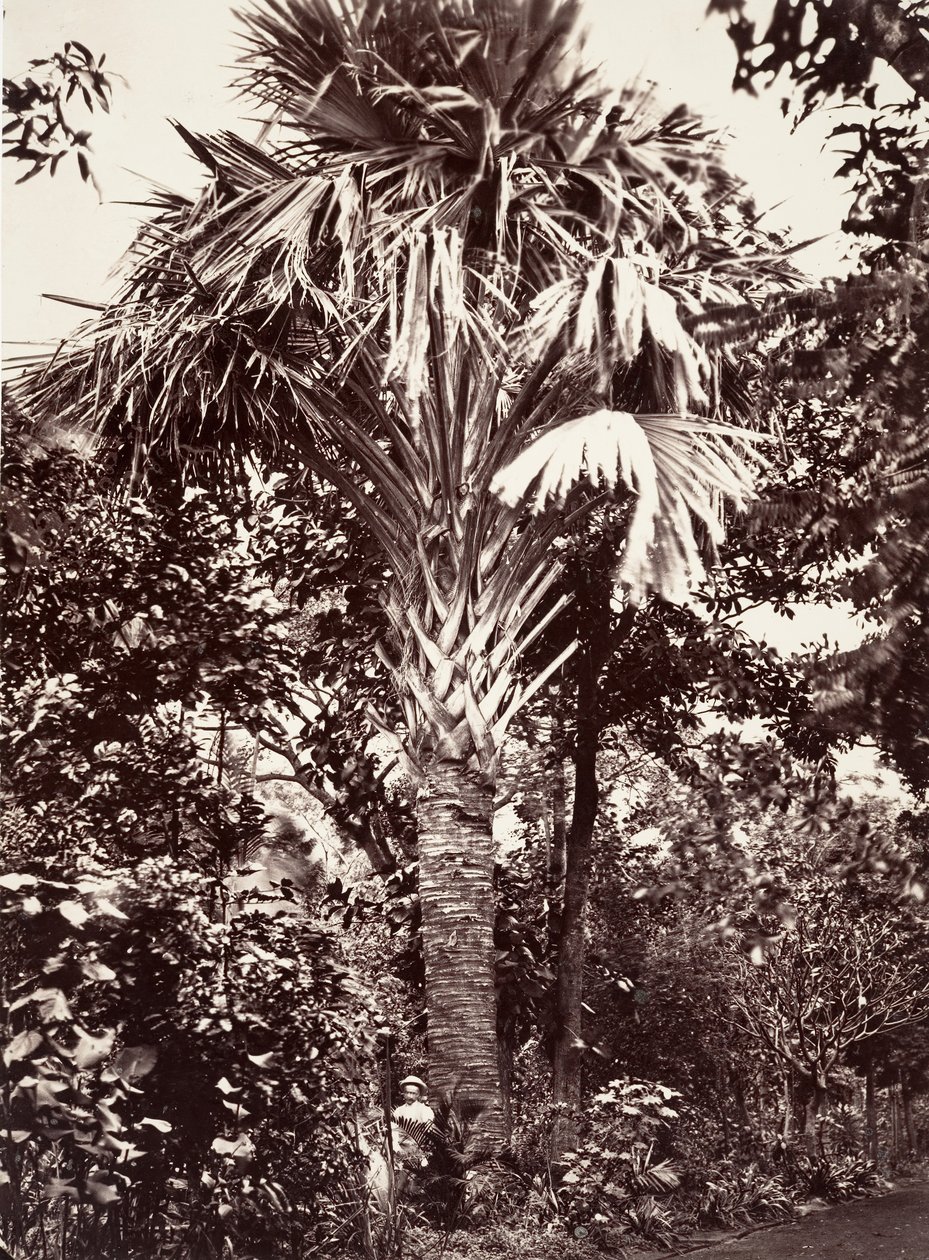 Grand Latanier, 1863. alkotó: Désiré Charnay