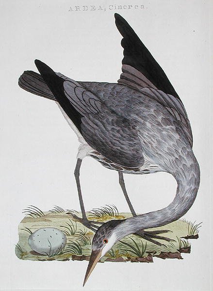 Heron, megjelent Amszterdamban alkotó: Dutch School